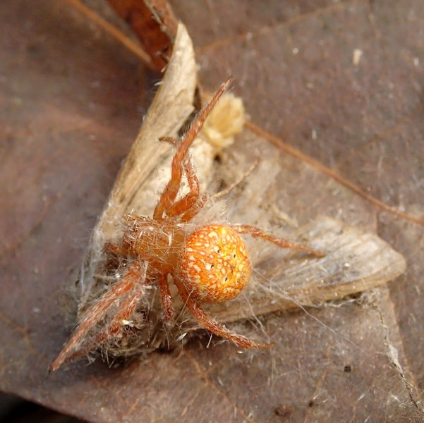 Araneus alsine